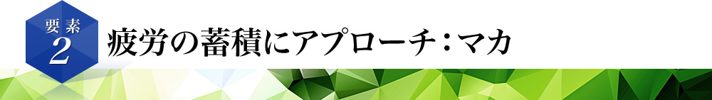 疲労の蓄積にアプローチ：マカ